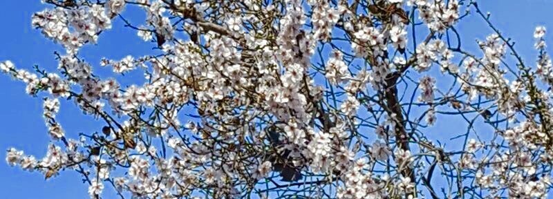 [:de]Mandelblüte Mallorca[:en]Almond blossom Majorca[:es]Almendro en flor Mallorca[:]